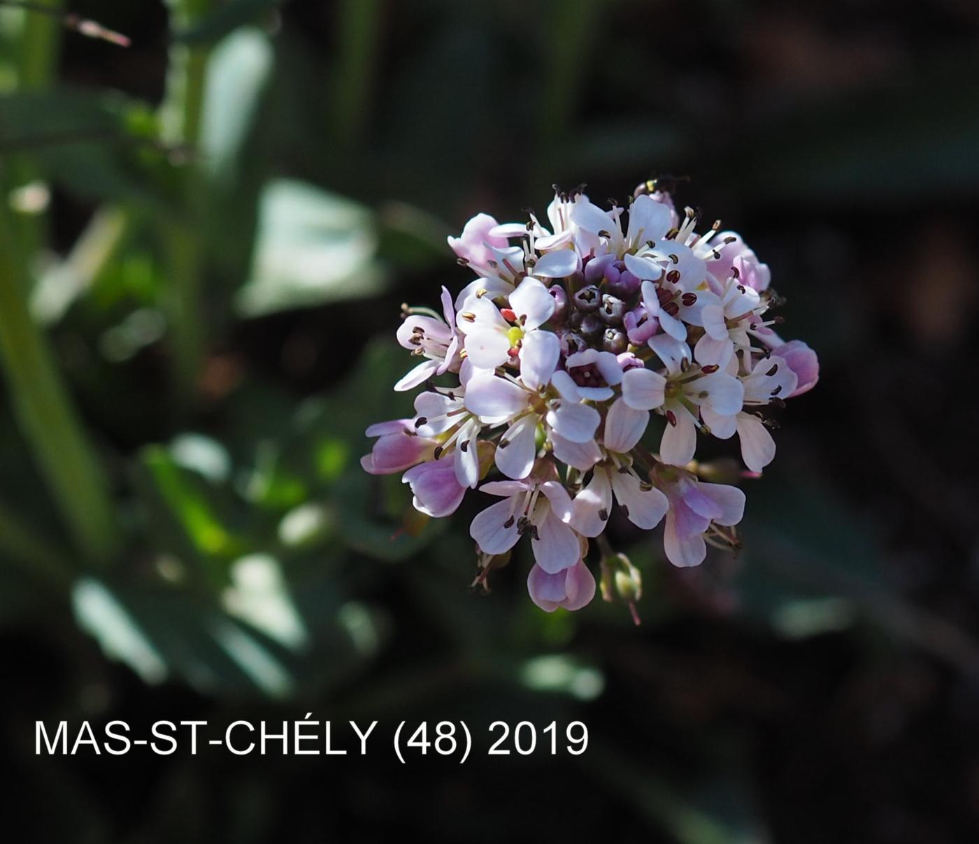 Pennycress, Alpine flower